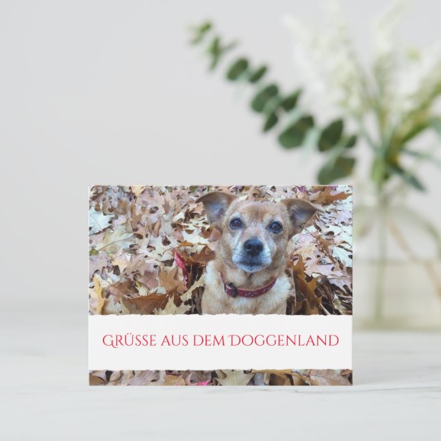 Fotografia de cachorro em cartão postal (Em pé/Frente)