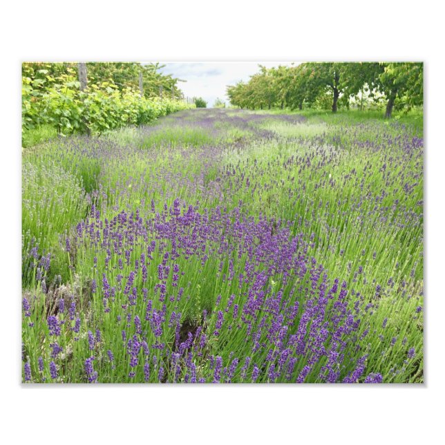 Fotografia de campo de lavanda (Frente)