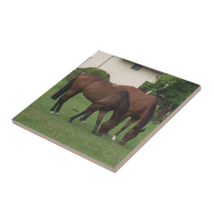 Fotografia de cavalos