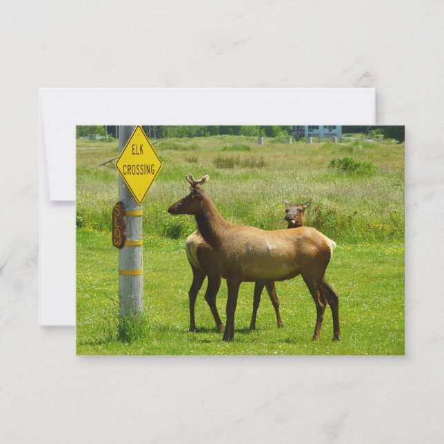 Fotografia de Elk Crossing California Willife (Frente)