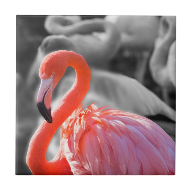 Fotografia de Flamingo Bird (Frente)