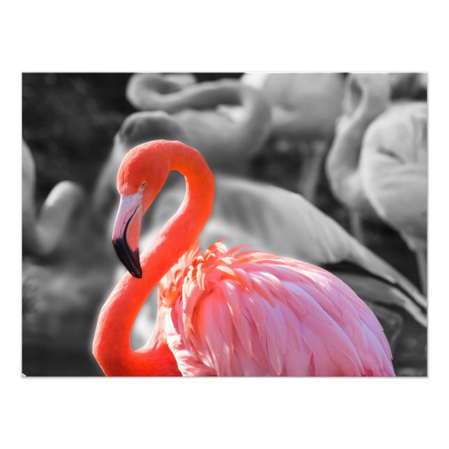 Fotografia de Flamingo Bird (Frente)