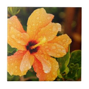 Fotografia de Flor de Hibisco