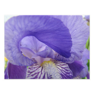 Fotografia de Flor de Íris Roxa impressões de arte