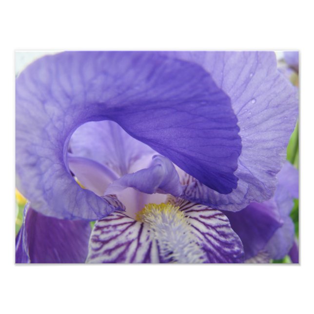 Fotografia de Flor de Íris Roxa impressões de arte (Frente)