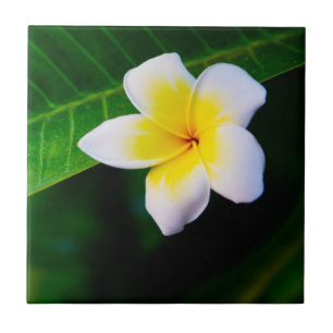 Fotografia de Flor de Plumeria