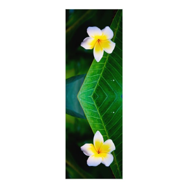 Fotografia de Flor de Plumeria (Frente)