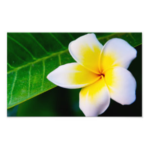 Fotografia de Flor de Plumeria