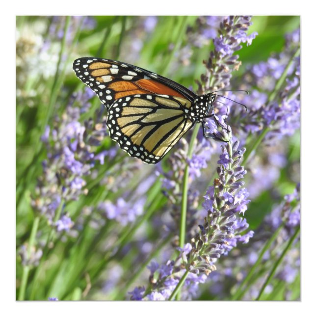 Fotografia de Flores de Lavanda e Borboleta Monarc (Frente)