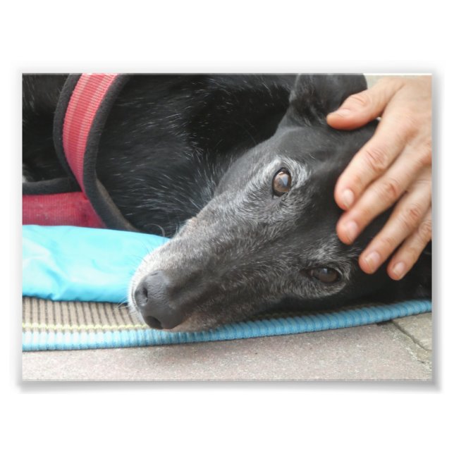 Fotografia de galgos (p506) (Frente)