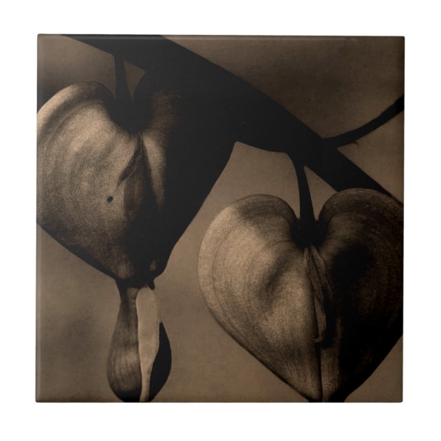 Fotografia de lamprocapnos asiáticos hemorrágicos (Frente)