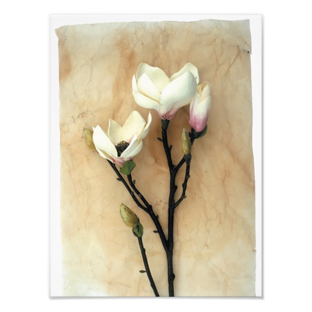 Fotografia de Na moda de Flor Magnolia (Frente)