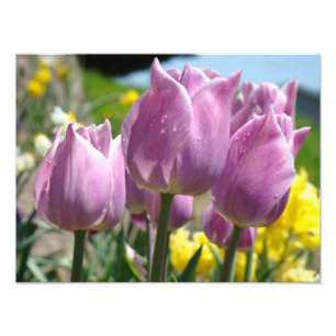 Fotografia de Natureza Arte Fina impressões Tulipa