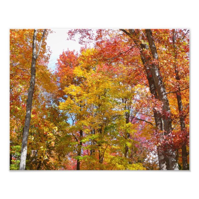 Fotografia de Outono de Árvores Laranja e Amarelas (Frente)