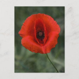 Fotografia de Papoula de Cartão Postal