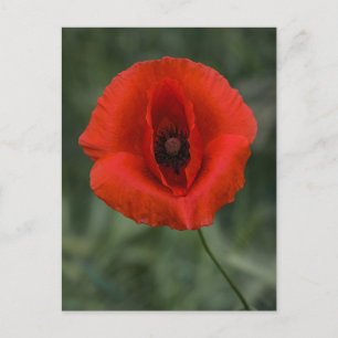 Fotografia de Papoula de Cartão Postal