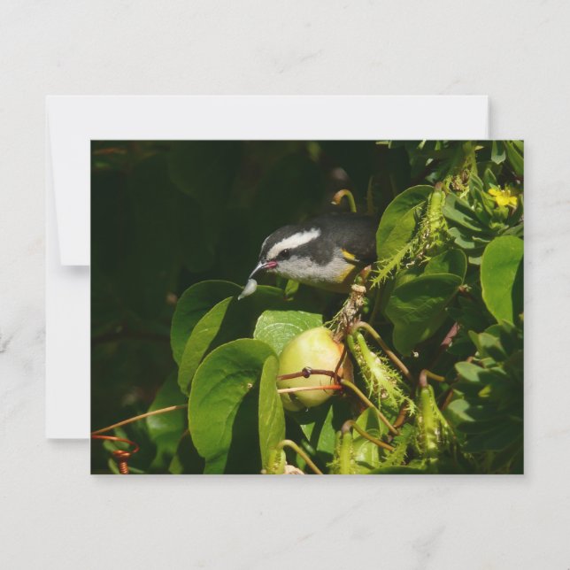 Fotografia de Pássaro Bananaquit Comendo Tropical (Frente)