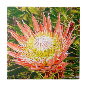 Fotografia de Protea australiana