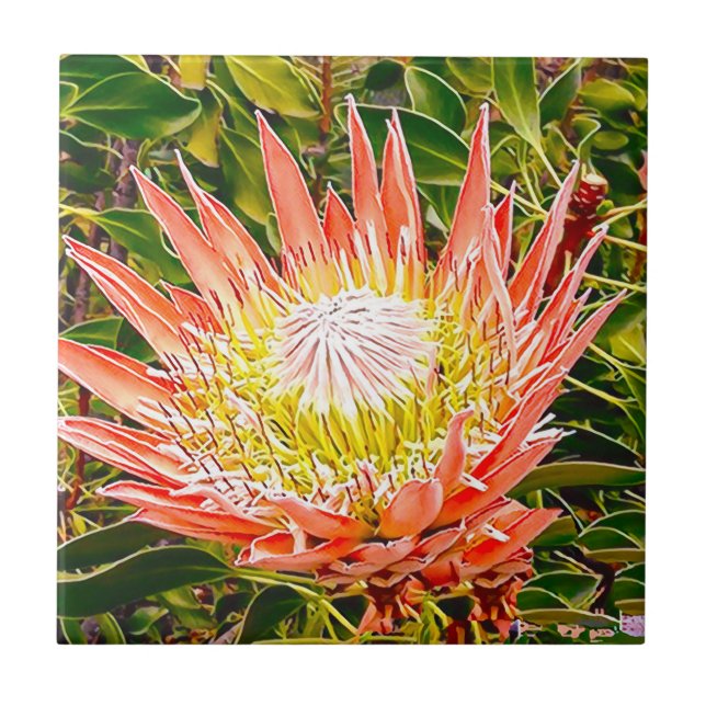 Fotografia de Protea australiana (Frente)