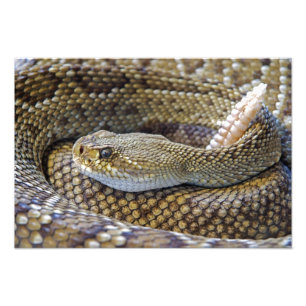 Fotografia de Rattlesnake