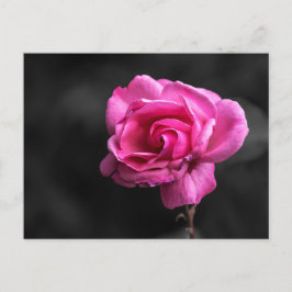 Fotografia de Rosa Rosa em Cartão Postal