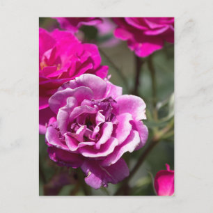 Fotografia de Rosas Lindas em Cartão Postal