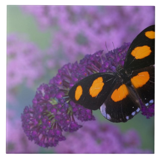 Fotografia de Sammamish Washington da borboleta em (Frente)