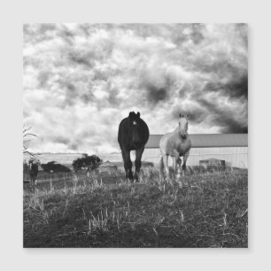 Fotografia de saudação de Cavalo Branco Negro, C