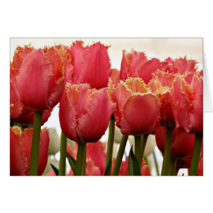 Fotografia de Tulipas de Coral   Cartão de Saudaçã