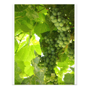Fotografia de Uvas Sombreadas