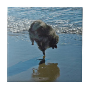 Fotografia do Balé Keeshond - Arte de Cachorro Or