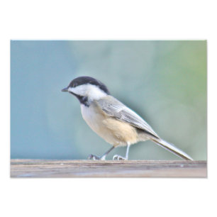 Fotografia do Chickadee