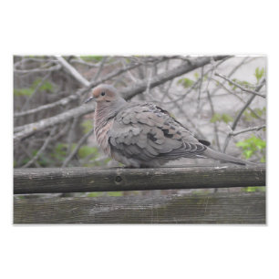Fotografia do Fluffy Dove Nature
