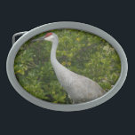 Fotografia do Sandhill Crane Bird<br><div class="desc">Uma fotografia de uma bela grua de Sandhill da Flórida que se posiciona para uma fotografia num dia ensolarado numa fivela de cinto</div>