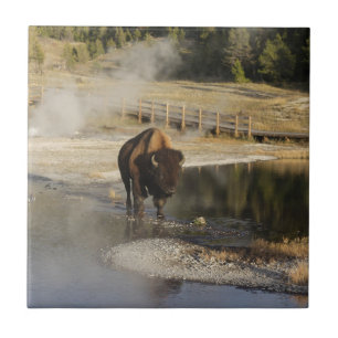 Fotografia dos animais selvagens de Yellowstone do