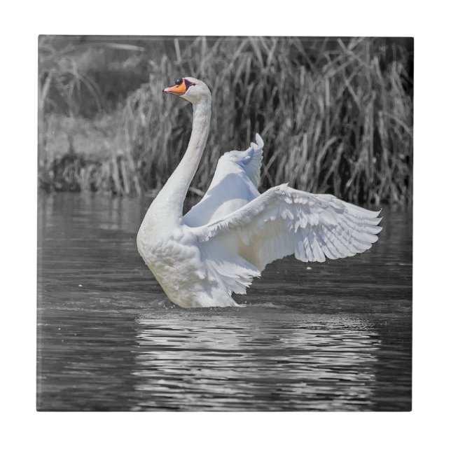 Fotografia em preto-e-branco Swan (Frente)