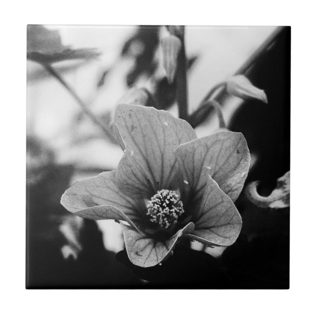 Fotografia Floral a Preto e Branco (Frente)