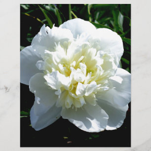 Fotografia floral branca de pénia branca Elegante