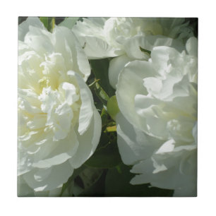 Fotografia floral branca de pénia branca Elegante