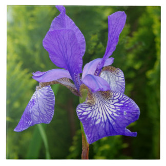 Fotografia floral Iris sybirica