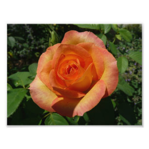 Fotografia Floral Laranja Peach Rosa