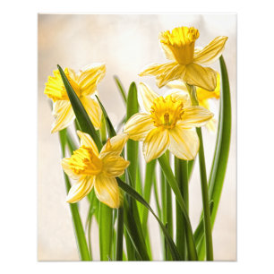 Fotografia Floral: Narcisos Amarelos de Primavera