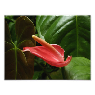 Fotografia Floral Rosa Calla Lily Elegante