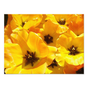 Fotografia Flores de Tulip impressões de arte com