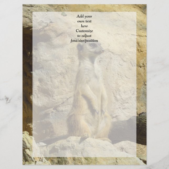 Fotografia fofa do meerkat (Frente)