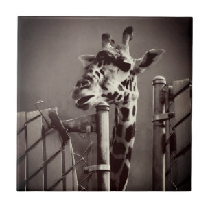 Fotografia Girafa - Estilo Vintage