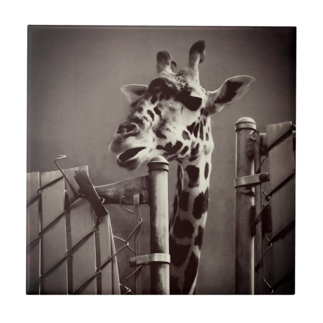 Fotografia Girafa - Estilo Vintage (Frente)
