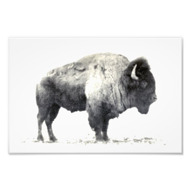 Fotografia histórica do American Bison (Frente)
