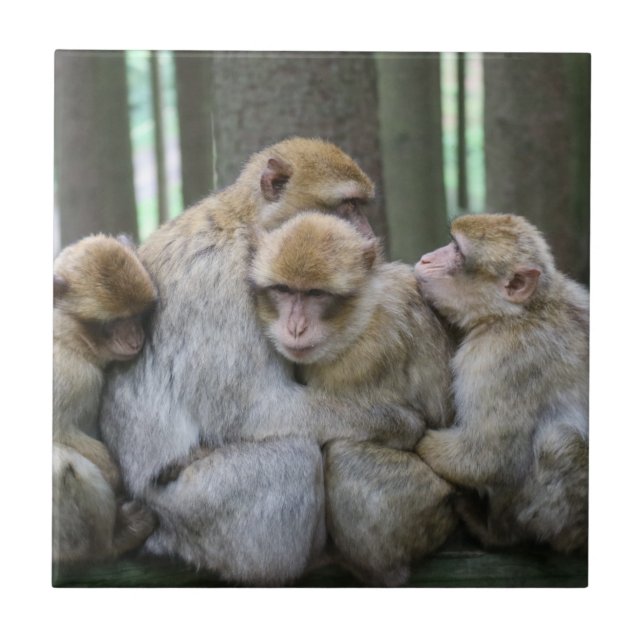 Fotografia Hug da Família Ape Cute (Frente)