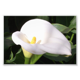 Fotografia Impressão Cala Lily